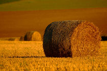 A Roll in the Hay von serenityphotography