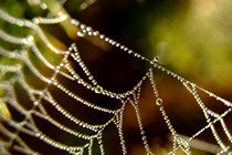 Droplets on a Web von serenityphotography