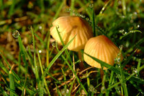 Two Toadstools in the Dew by serenityphotography