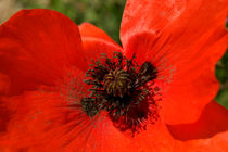 Close Up Poppy by serenityphotography