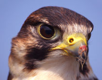 Lanner Falcon von serenityphotography