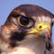 Lanner-falcon