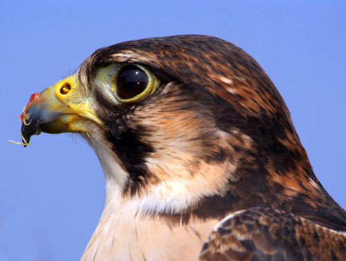 Lanner-falcons-profile