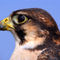 Lanner-falcons-profile