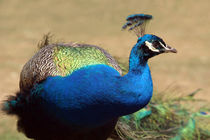 Stunning Indian Peacock  von serenityphotography