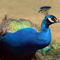 Indian-peacock-howletts-15