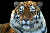 Sumatran Tiger von serenityphotography