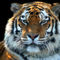 Sumatran-tiger-panthera-tigris-sumatrae-02