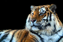 Sumatran Tiger by serenityphotography