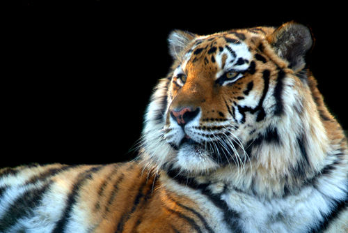 Sumatran-tiger-panthera-tigris-sumatrae-03