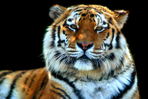 Sumatran-tiger-panthera-tigris-sumatrae-01