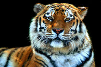Majestic Sumatran Tiger by serenityphotography