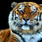 Sumatran-tiger-panthera-tigris-sumatrae-01