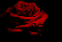 seductive rose petals by rosanna zavanaiu