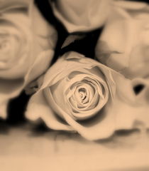  tinted rose bunches. by rosanna zavanaiu
