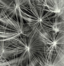 Dandelion seeds soft focus. von rosanna zavanaiu