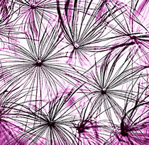 Dandelion Seedhead purple tones von rosanna zavanaiu