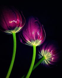 3 purple tulips by rosanna zavanaiu