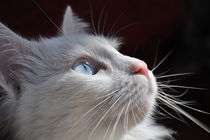 Cat with blue eyes von Katerina Vorvi