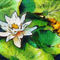 Waterlily01
