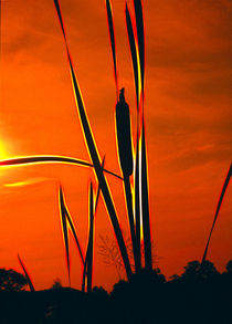 Bullrushes At Sunset by Graham Prentice