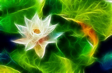 Waterlily01-fractals