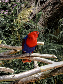 Red-Blau Parrot
