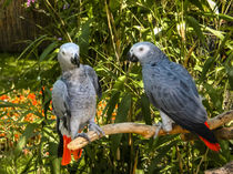 Paar Papagei by markowmedia