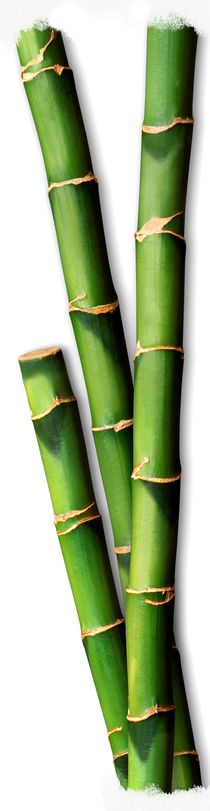 Bamboo I by Cesar Palomino