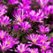 C-ral-raffaellalunelli-fiori-viola
