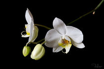 White orchid by Raffaella Lunelli