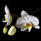 C-ral-raffaellalunelli-fiori-orchid01