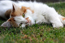 Cat on the grass by Raffaella Lunelli