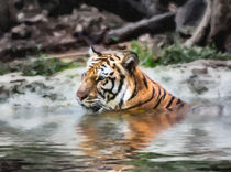 Tiger by Graham Prentice