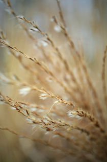 Grass 1 von filipo-photography
