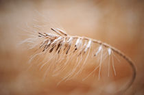 Grass 2 by filipo-photography