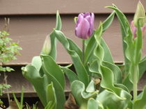First Tulip of Spring von Rita Williams