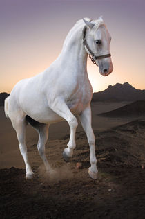 White horse in the desert by tkdesign