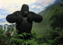 Mountain Gorilla by RicardMN Photography