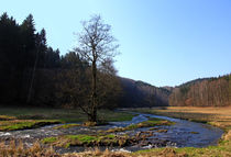 Wo der Wildbach fließt by Wolfgang Dufner
