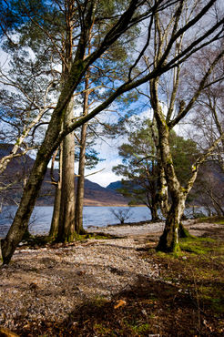 Imgp6686-trees-by-loch-maree