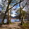 Imgp6686-trees-by-loch-maree