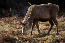 Wild Red Deer Stag by Jacqi Elmslie