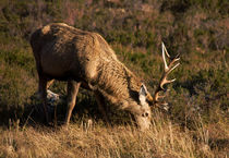 Wild Scottish Red Deer von Jacqi Elmslie