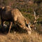 Imgp6807-red-deer-stag-3