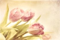 rose tinted spring by Priska  Wettstein