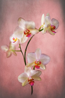 Spray of pale pink phalaenopsis orchids on a pink textured background by Jacqi Elmslie