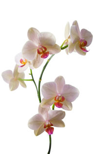 Pale Pink Orchid on White von Jacqi Elmslie