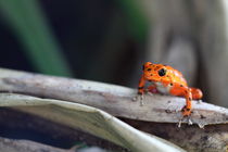 Red Frog by Roland Spiegler