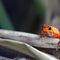05-bocas-del-toro-58-red-frog